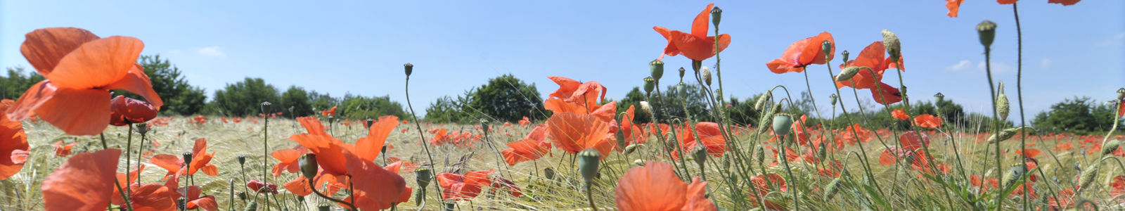 Mohnblumen im Vordergrund vor Weizenfeld ©Feuerbach